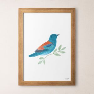 Lámina pájaros arrendajo azul