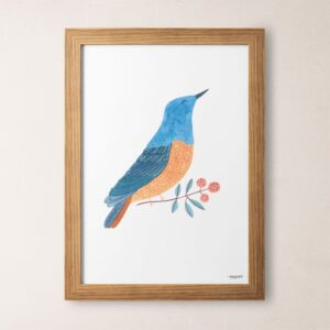 Lámina pájaros mirlo roquero rojo
